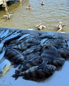 Sheepshead fish caught while fishing in Alabama