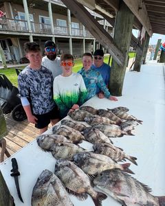 Three sheepshead fish caught in AL while fishing