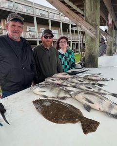 Four sheepshead fish caught in Gulf Shores