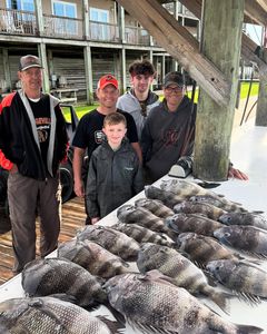 Sheepshead fish caught while fishing in Gulf Shores