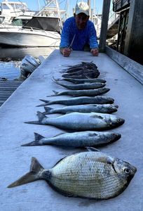 Three bluefish caught while fishing in SC