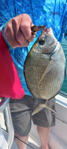 Fishing in SC