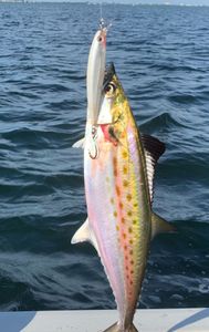 A stunning Spanish Mackerel caught while fishing in North Myrtle Beach