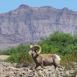 Bighorn sheep with curved horns standing in desert landscape with rocky mountains and green vegetation in Yuma AZ
