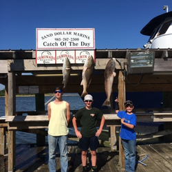 3 bluefish caught while fishing in St Bernard