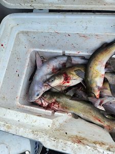 Four channel catfish and hardhead sea catfish in West Tawakoni
