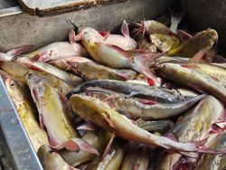 Four fish caught in West Tawakoni