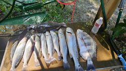 7 sheepshead and spotted weakfish caught in Port Arthur