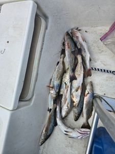 5 spotted weakfish caught while fishing in Port Arthur