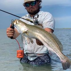 Trophy of the day: Sea trout Caught in Rockport
