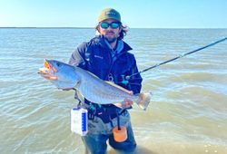 Loot at this massive speckled trout!