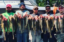 Anglers with 8 large fish caught at Avon Lake