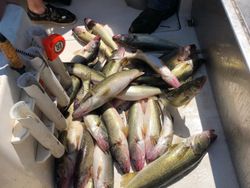 Five fish caught in Avon Lake during fishing trip