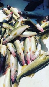 Walleye Fishing in Lake Erie