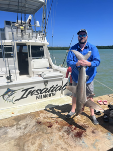 A lone bonnethead shark, a 26-inch fishing catch, in Falmouth