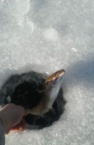 Single fishing trip in Orland