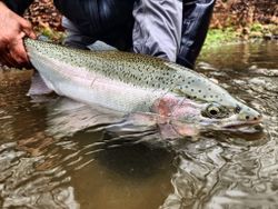 Rainbow trout making a splash!