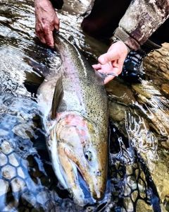 Western New York’s finest catch!