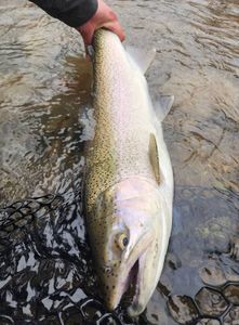 Chasing trout in prime conditions!