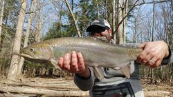 Vibrant rainbow trout caught while fishing in Angola