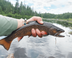 A brook trout fish caught in Angola