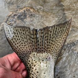 Fishing in Angola