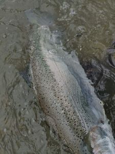 Grayling fish caught in NY