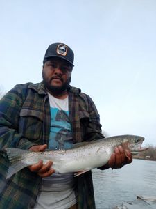 Beautiful Trout in Lake Erie 