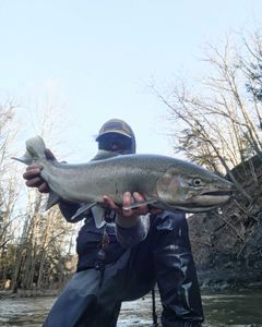 Photograph of a pink salmon caught while fishing in NY