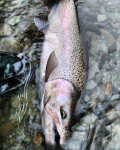 Rainbow trout fishing in Angola
