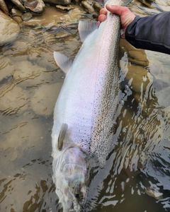 A rainbow trout caught while fishing in Angola