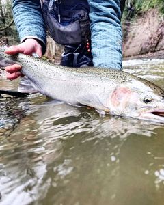 Rainbow trout fishing in Angola