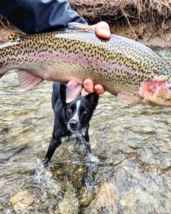 Rainbow trout fishing in Angola