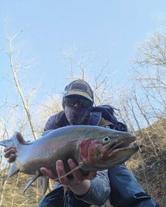 Rainbow trout fishing in NY