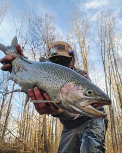 Rainbow trout fishing in New York