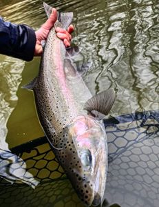 Stunning rainbow trout caught in NY