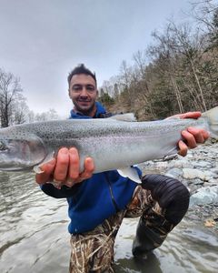 A single rainbow trout fishing in NY
