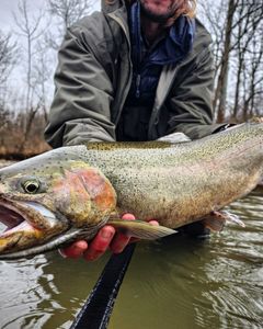 Rainbow Trout fish caught in NY