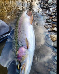Rainbow Trout caught while fishing in NY