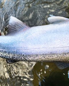 Rainbow Trout, 317 inches, fishing in NY