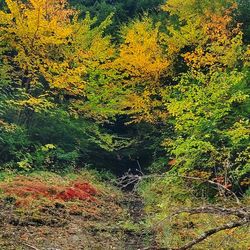 Scenic view of NY landscape