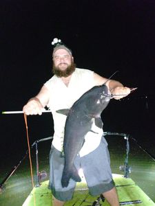Hardhead Sea Catfish caught fishing in FL