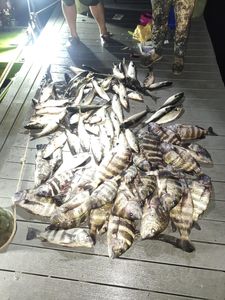 Sheepshead fish caught in Crystal River