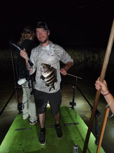 Sheepshead fish caught while fishing in Crystal River