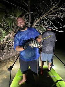 Sheepshead fish caught by angler in Florida