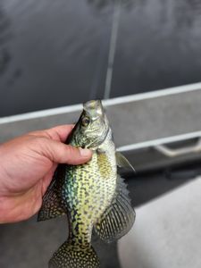 Bluegill, Wisconsin River