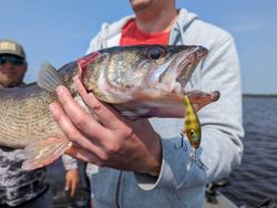 Explore Walleye, Wisconsin style.