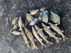 Bluegills and Walleye Caught in Wisconsin River