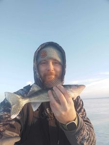 Small Walleye Ice Fishing