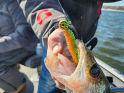 Walleye Bait